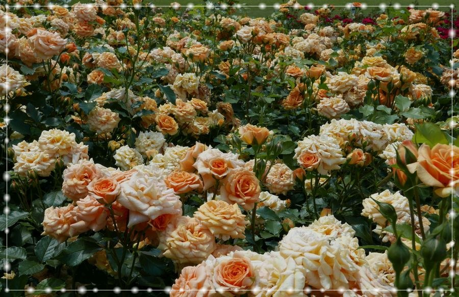 Bentheimer Gold róża rabatowa 